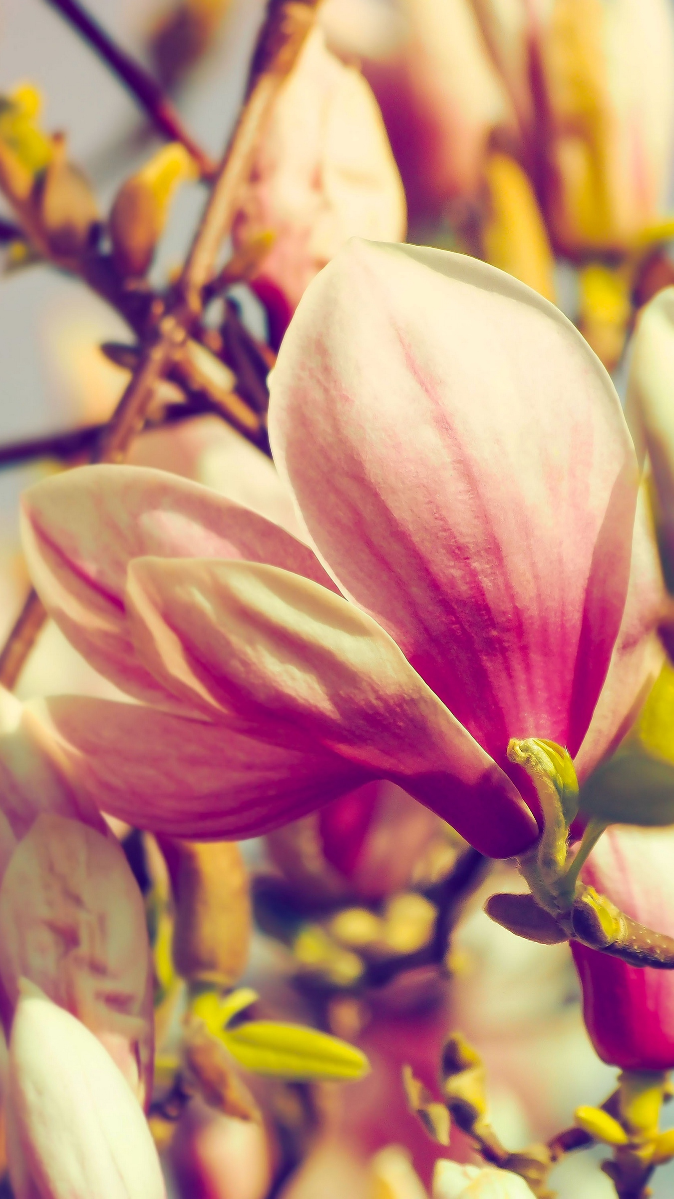 Related Wallpapers Magnolia, Flowers - 4k Wallpapers Magnolia , HD Wallpaper & Backgrounds