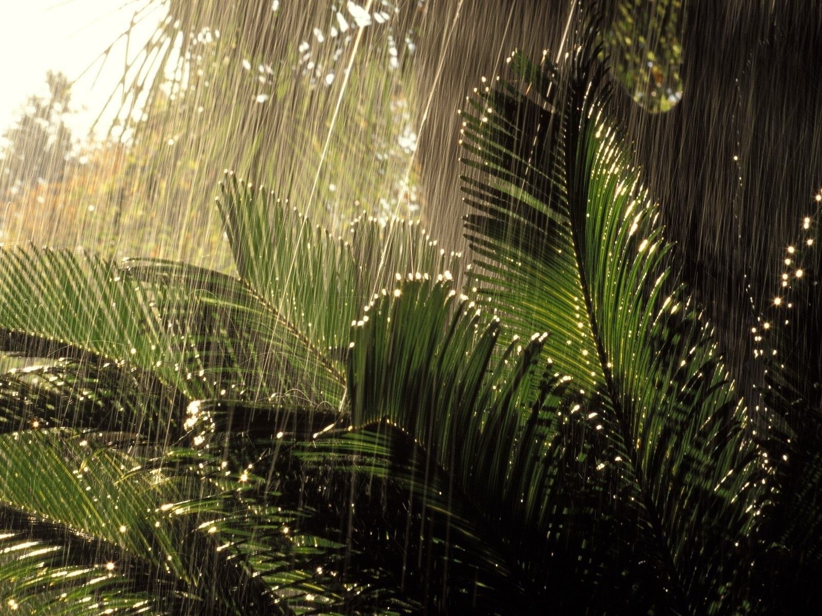 Raining In The Jungle , HD Wallpaper & Backgrounds