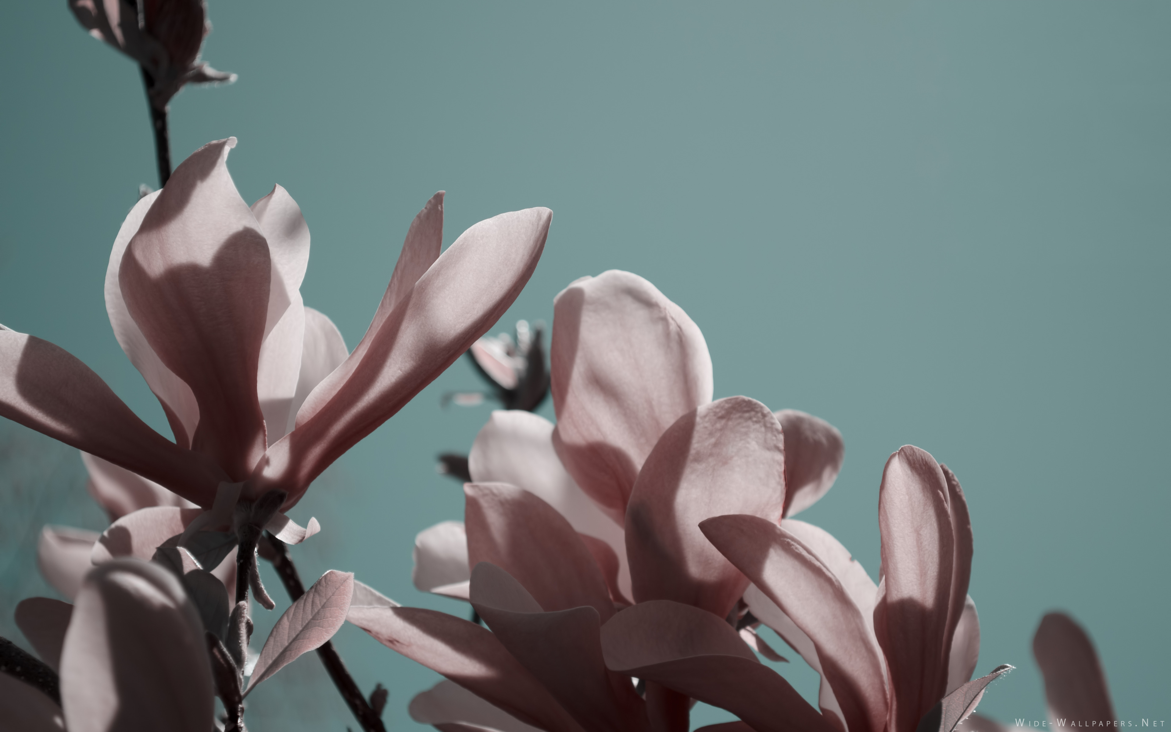 Magnolia Flowers Wallpaper , HD Wallpaper & Backgrounds