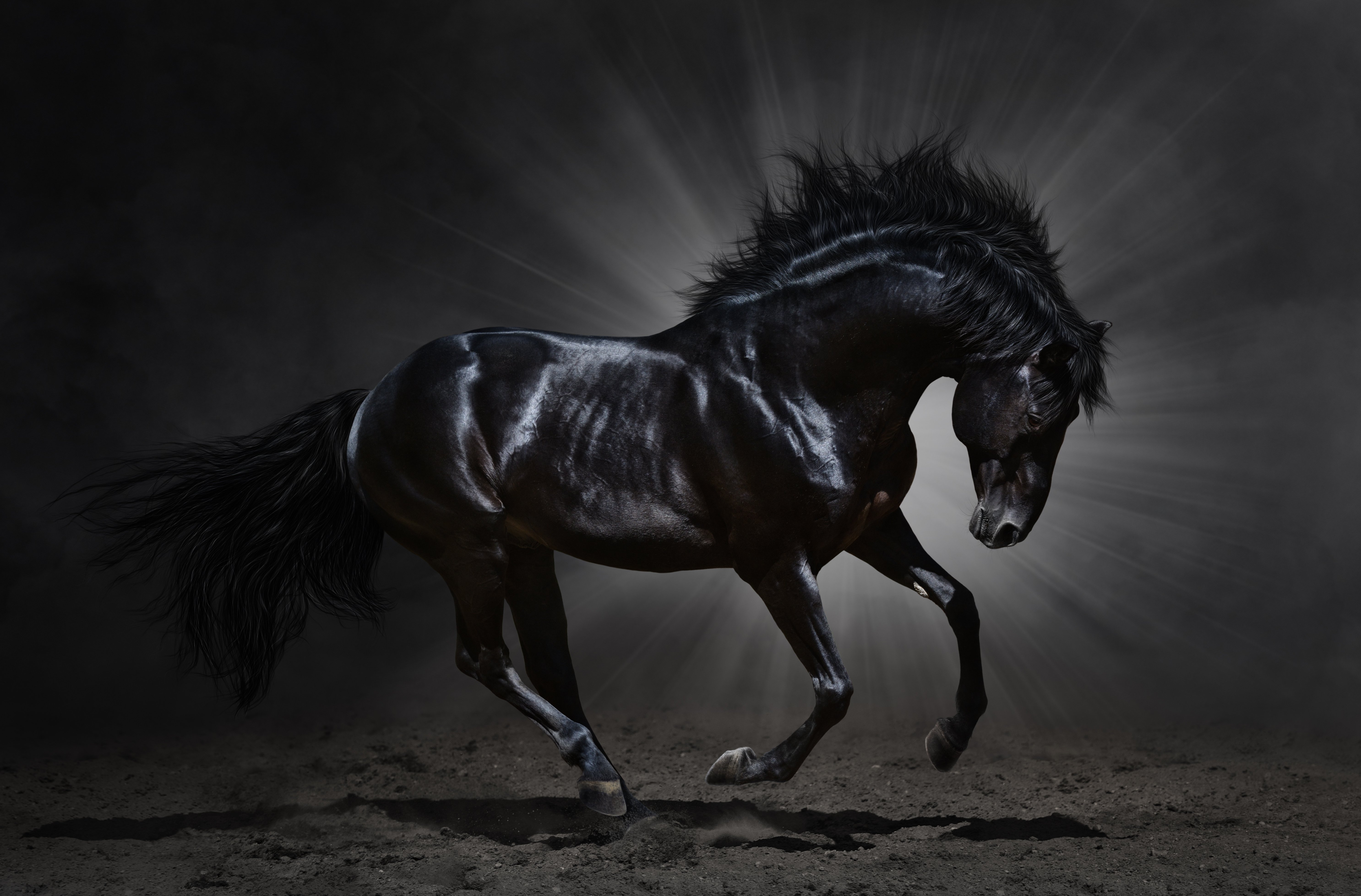 Pure Blood Impressive Black Stallion - Black Horse , HD Wallpaper & Backgrounds