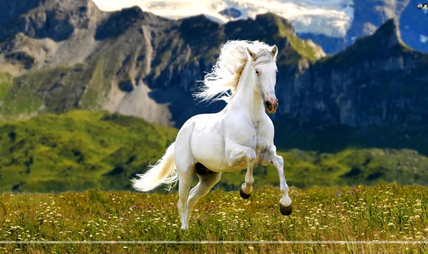 View Original Size - White Horse Hd , HD Wallpaper & Backgrounds