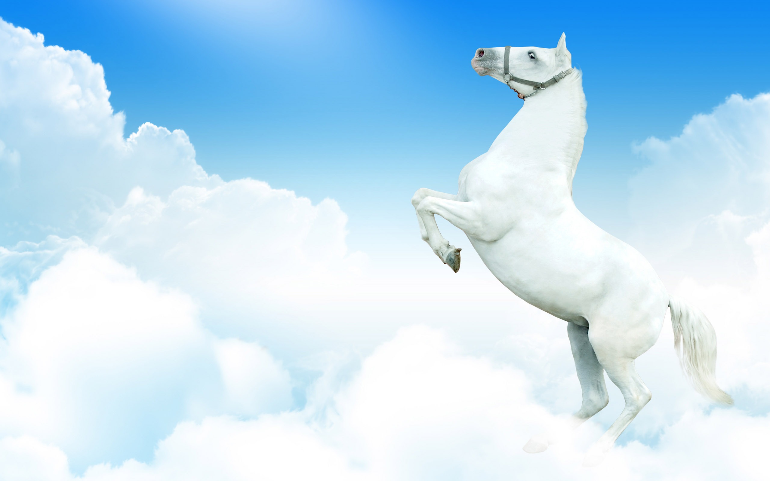 Horse Wallpaper - Running White Horse Hd , HD Wallpaper & Backgrounds