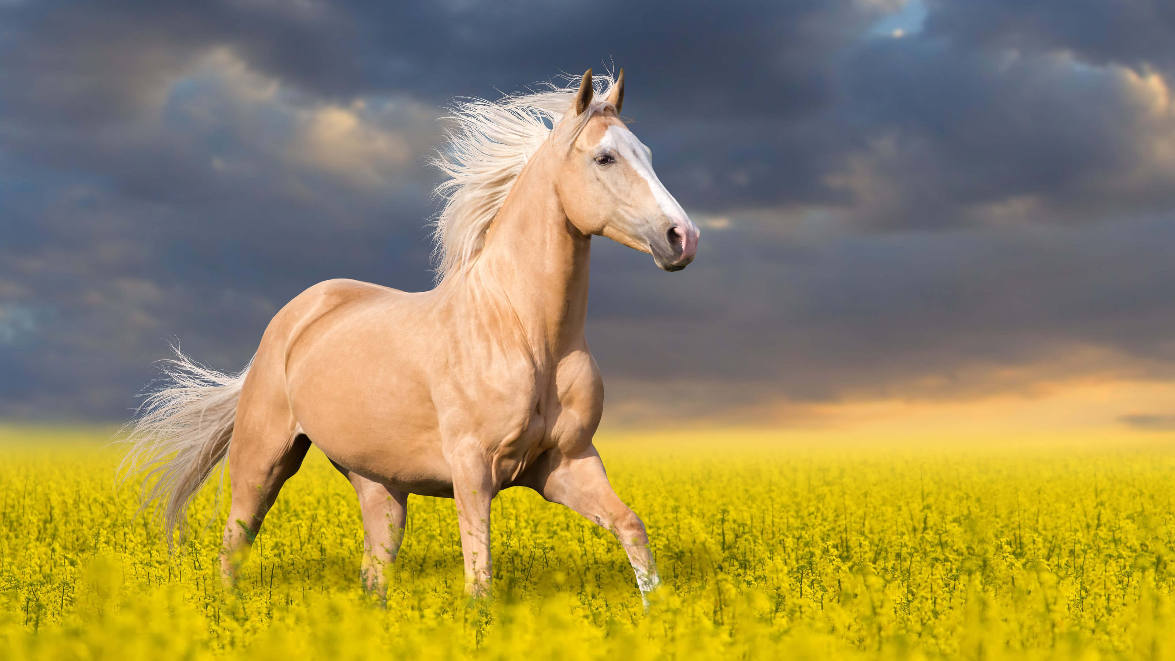 Categories - Palomino Horse , HD Wallpaper & Backgrounds