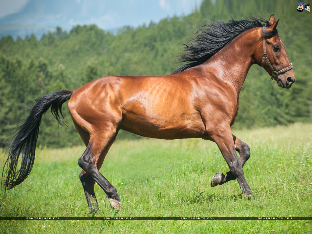 Horses - Horse , HD Wallpaper & Backgrounds
