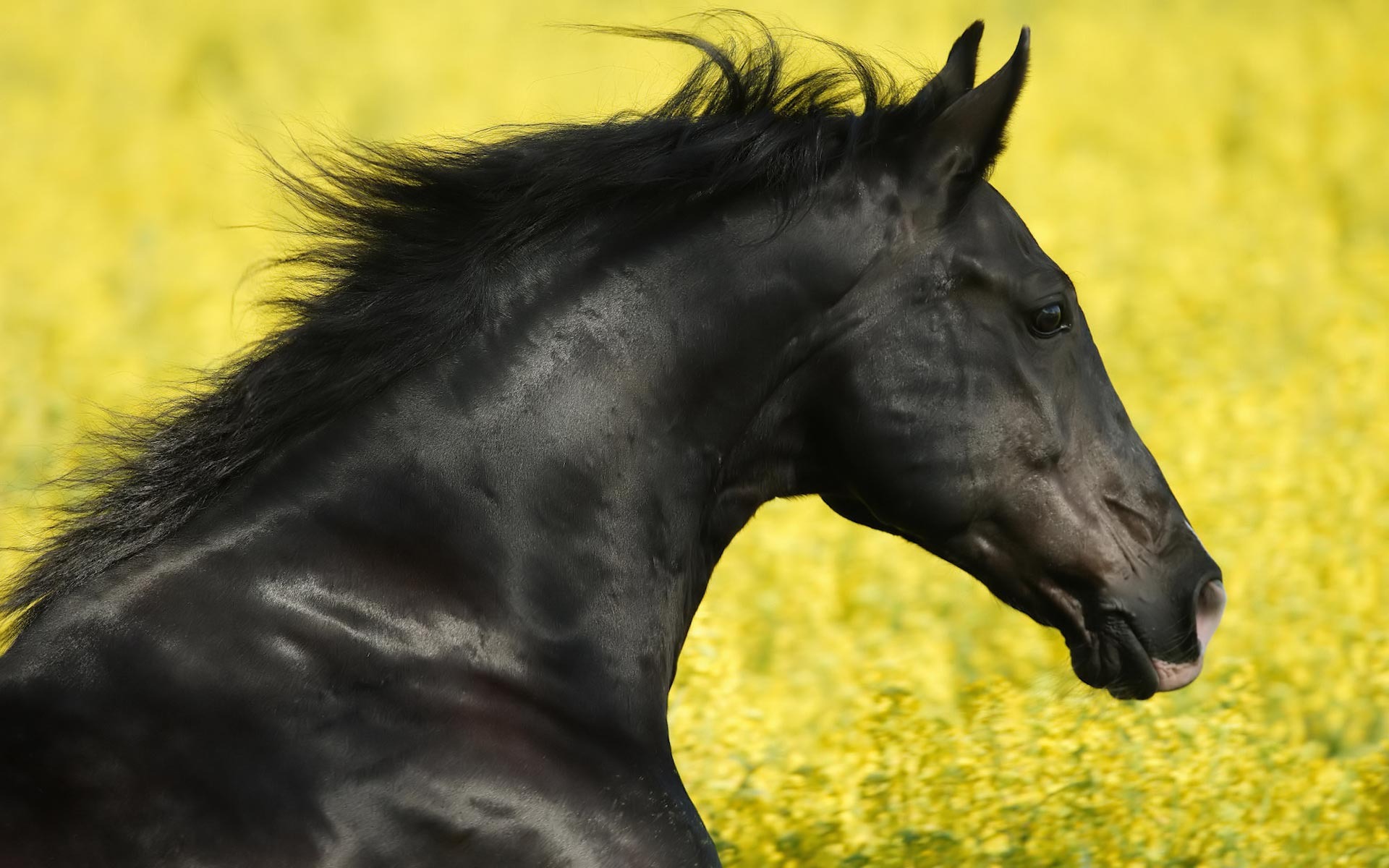 Black Horse Hd Photo - Black Horse Images Free Download , HD Wallpaper & Backgrounds