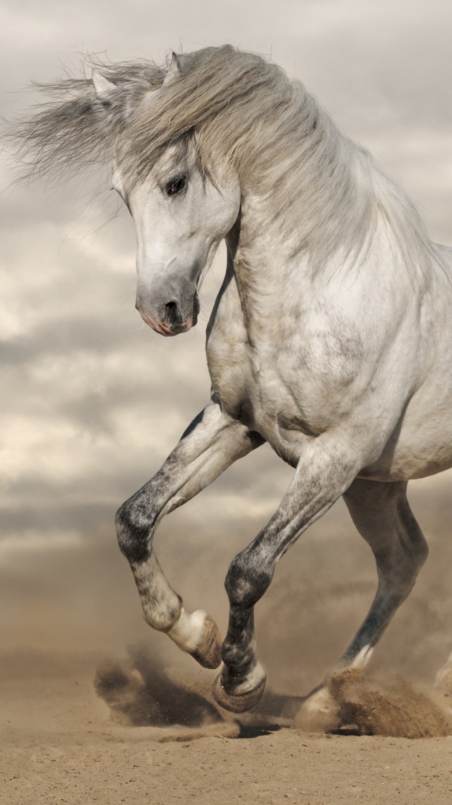 Horse, 8k Horse, 8k (vertical) - Running Horse , HD Wallpaper & Backgrounds