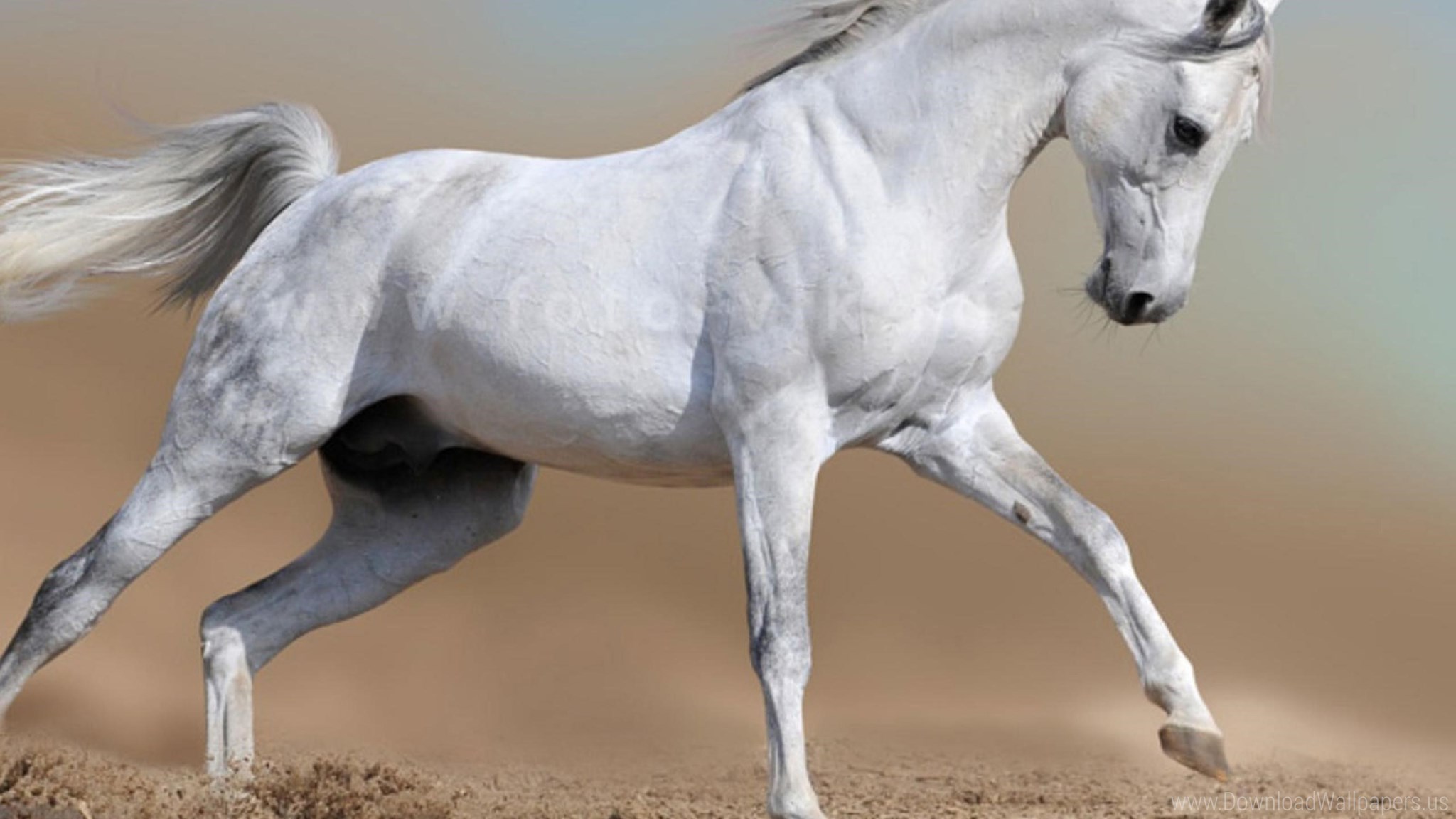 Arabian Horses In Desert , HD Wallpaper & Backgrounds