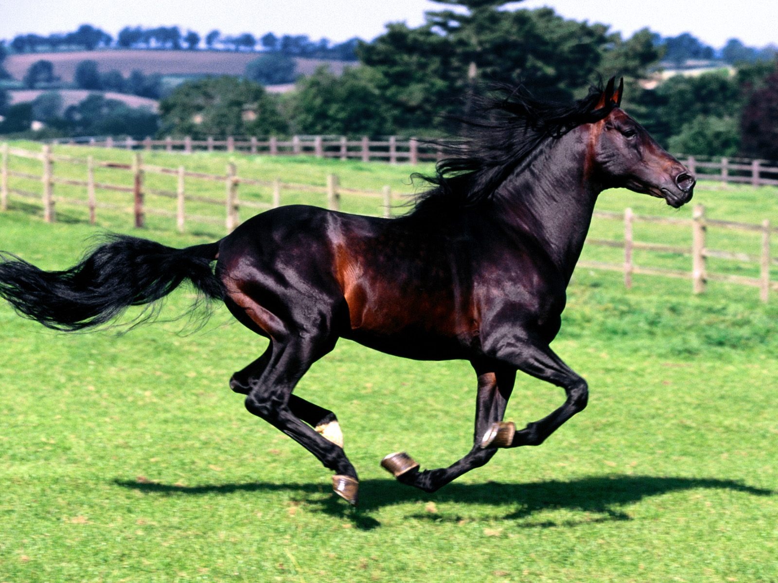 Horse Wallpaper Album - Beautiful Racehorse , HD Wallpaper & Backgrounds