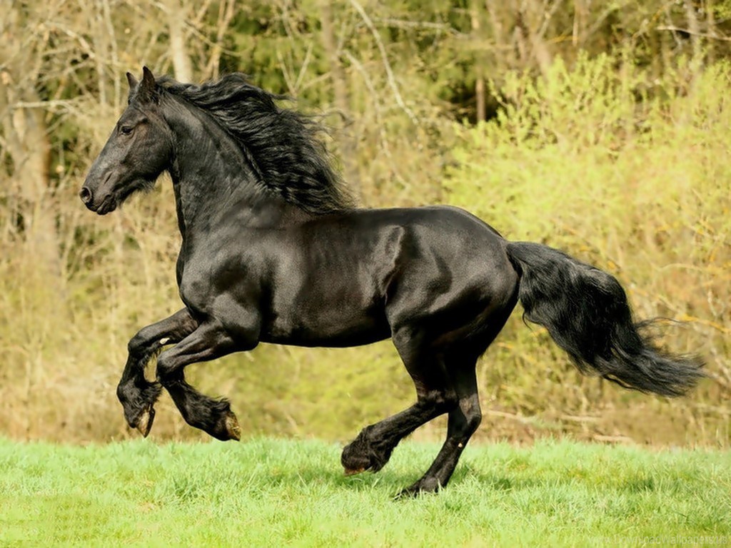 Stallion , HD Wallpaper & Backgrounds