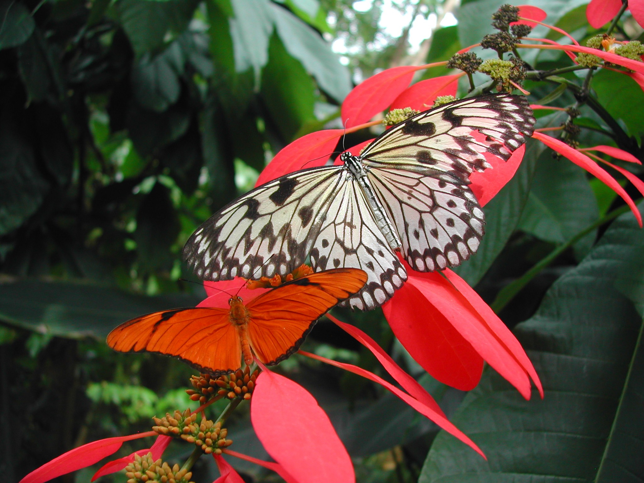 Colors Animals Two Flowers Butterflies Image Wallpapers - Butterfly , HD Wallpaper & Backgrounds