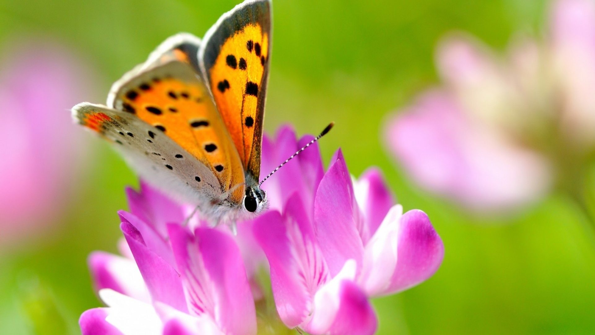 Cute Butterflies Eat Diving Images Of Free - Butterfly Good Morning Hd , HD Wallpaper & Backgrounds