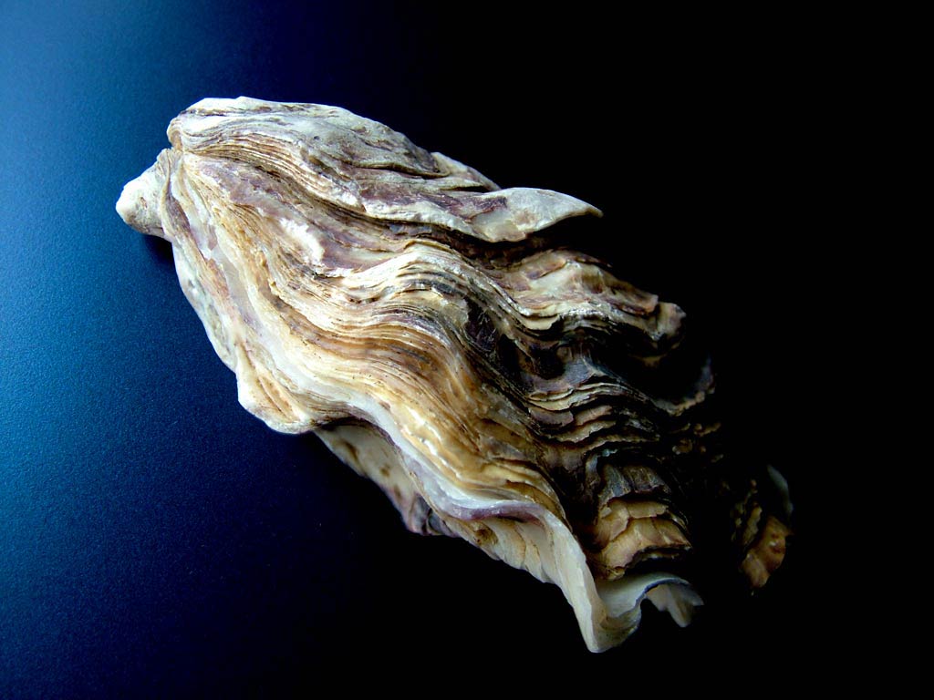 Free Oyster Wallpaper Download - Oyster In The Water , HD Wallpaper & Backgrounds