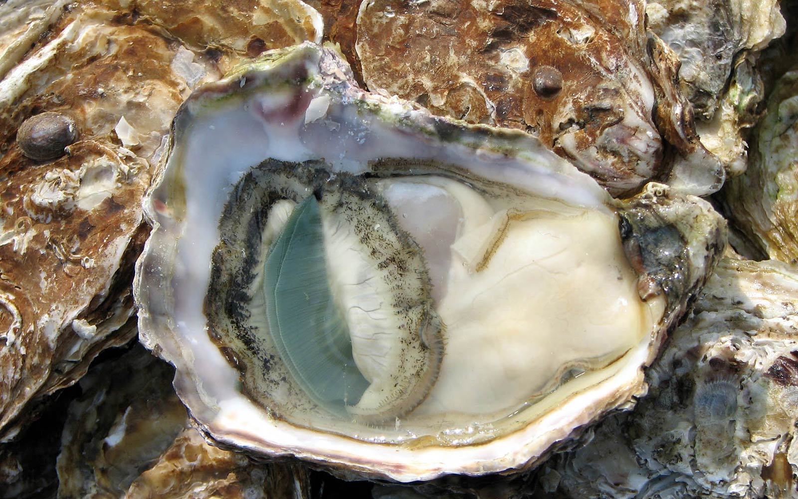 Free Oyster Wallpaper Wallpapers Download - Ostra Con Perla Real , HD Wallpaper & Backgrounds