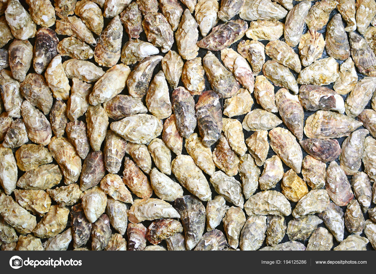Background Lot Oyster Shells Design Wallpaper Texture - Gravel