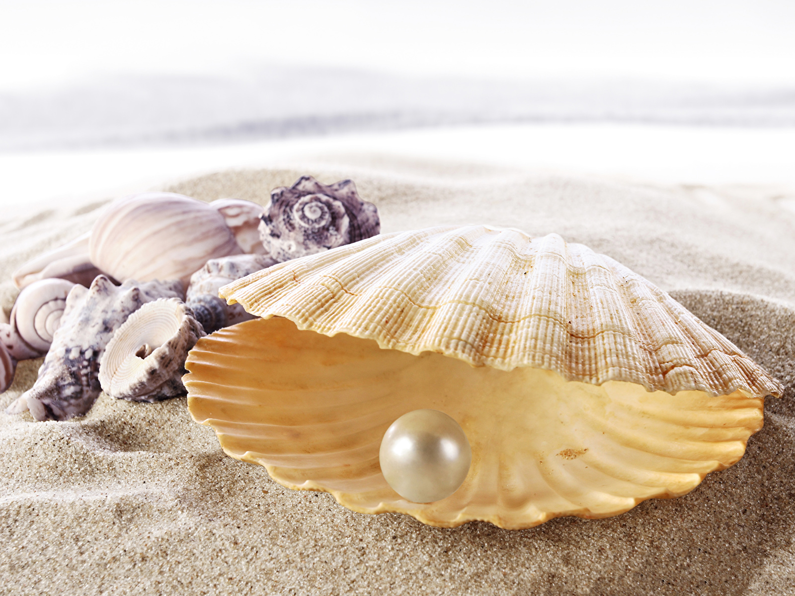 Pearl In Shell On Beach , HD Wallpaper & Backgrounds