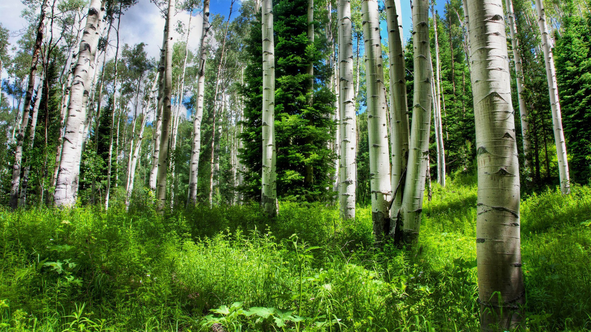 Green Forest Wallpaper - Nature Landscape Painting , HD Wallpaper & Backgrounds