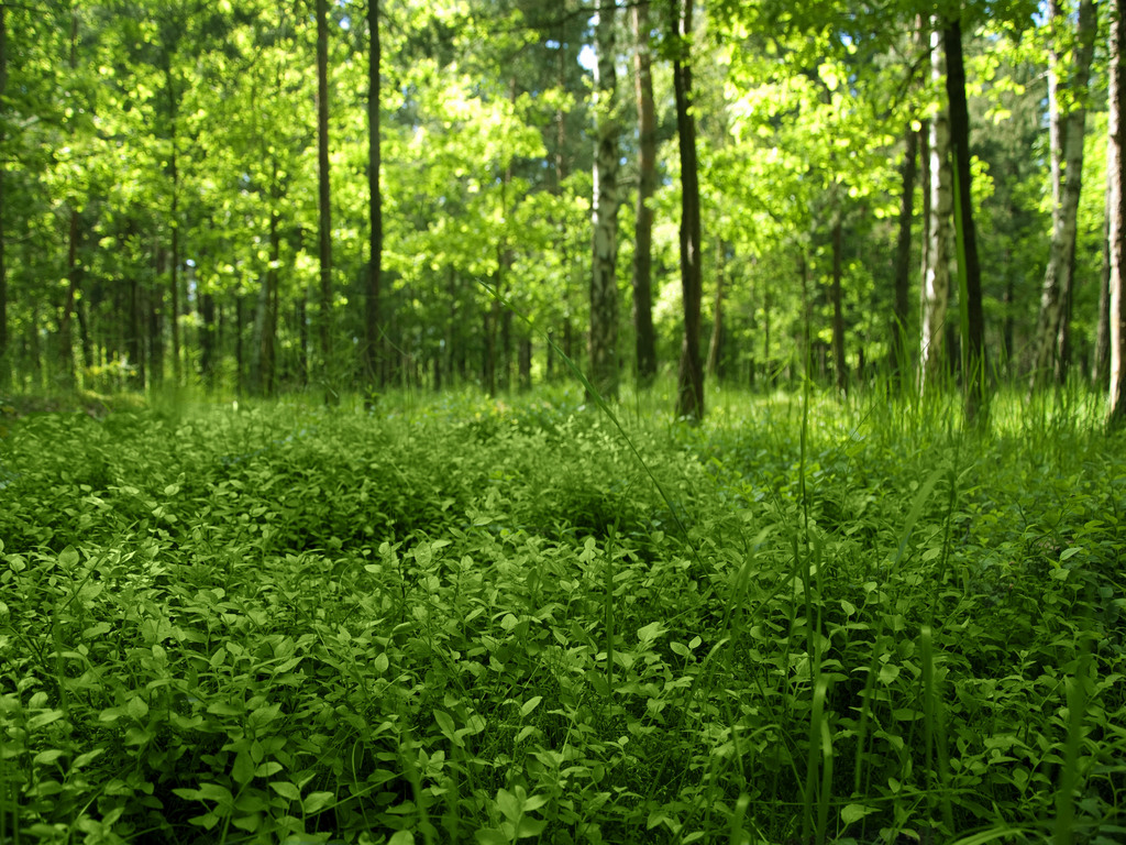 Free Deep Forest Wallpaper Download The Free Deep Forest - Green Deep Forest Hd , HD Wallpaper & Backgrounds