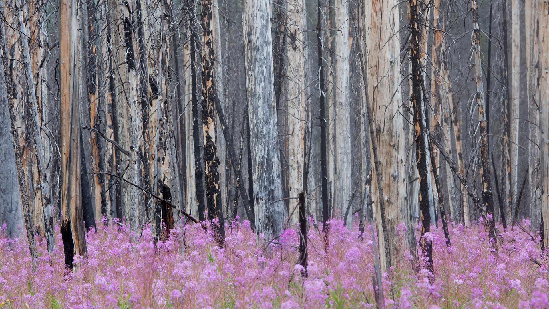 Mobile - Burnt Forest With Fireweed In Banff National Park Alberta , HD Wallpaper & Backgrounds