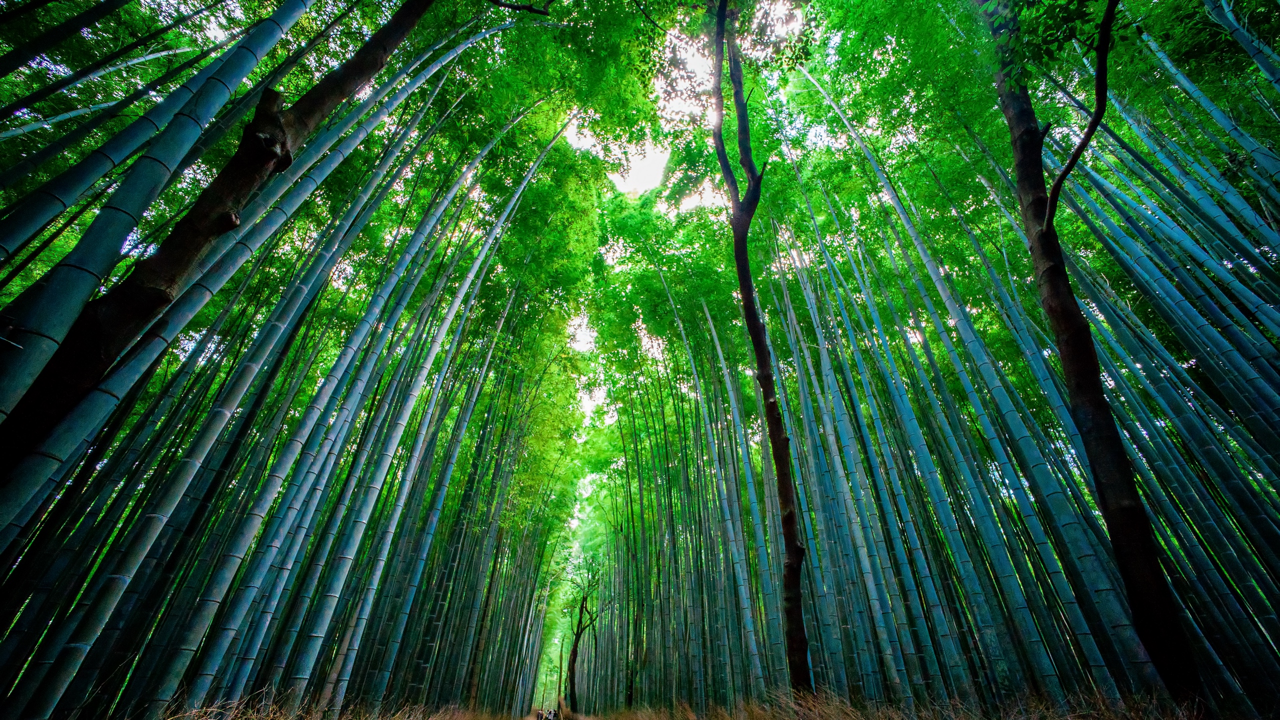 Download Wallpaper - Bamboo Forest 4k , HD Wallpaper & Backgrounds