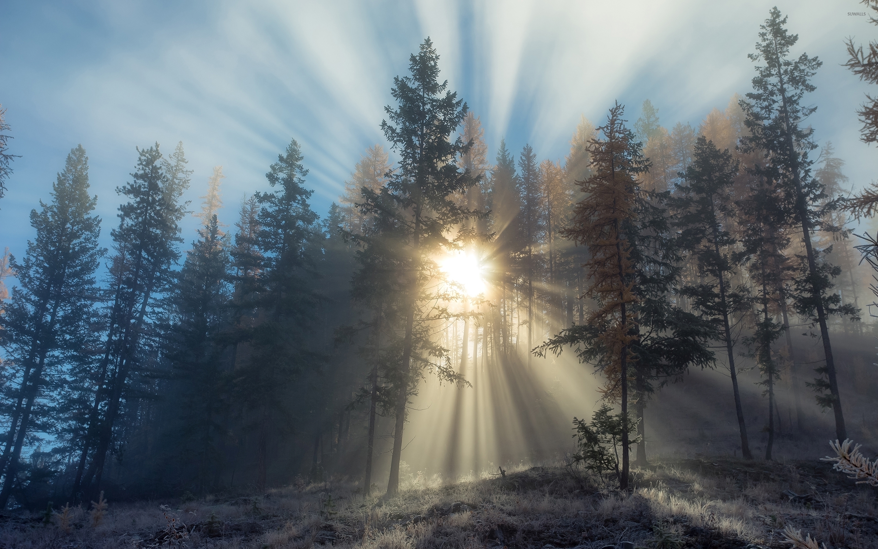 Sun Light Piercing Through The Foggy Forest Images - Foggy Forest With Sun , HD Wallpaper & Backgrounds