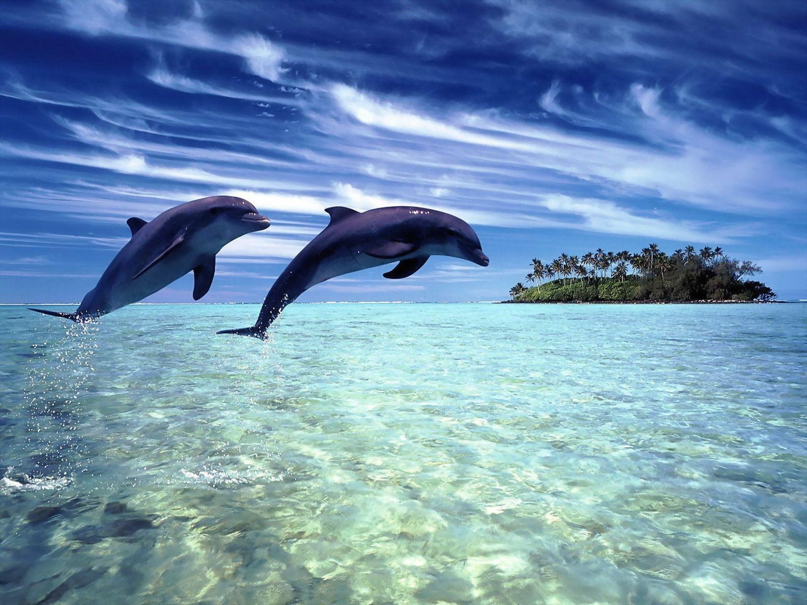 Wallpapers For > Dolphin Desktop Wallpaper Free Download - Dolfijnen , HD Wallpaper & Backgrounds