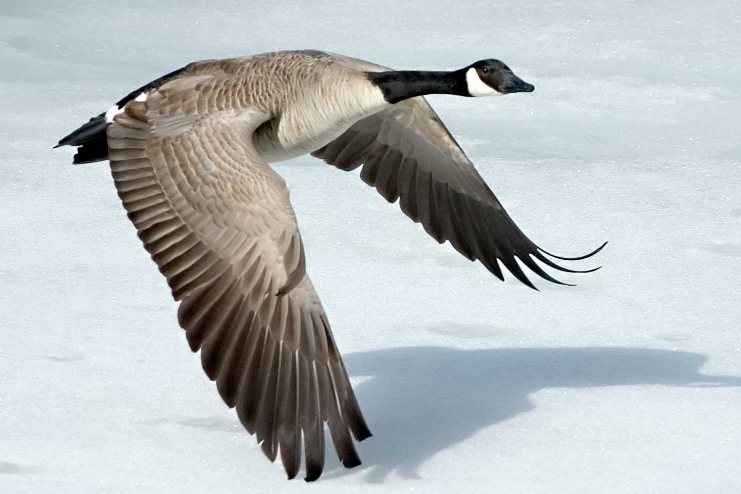 Canada Goose - Migrating Goose , HD Wallpaper & Backgrounds
