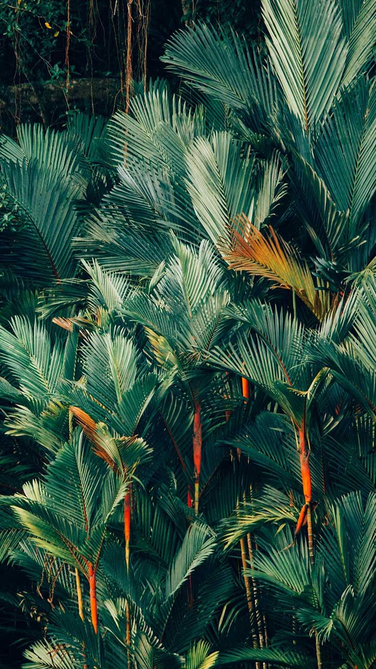 Jungle Iphone Wallpaper By Preppy Wallpapers - Iphone Xs Max Wallpaper Hd , HD Wallpaper & Backgrounds