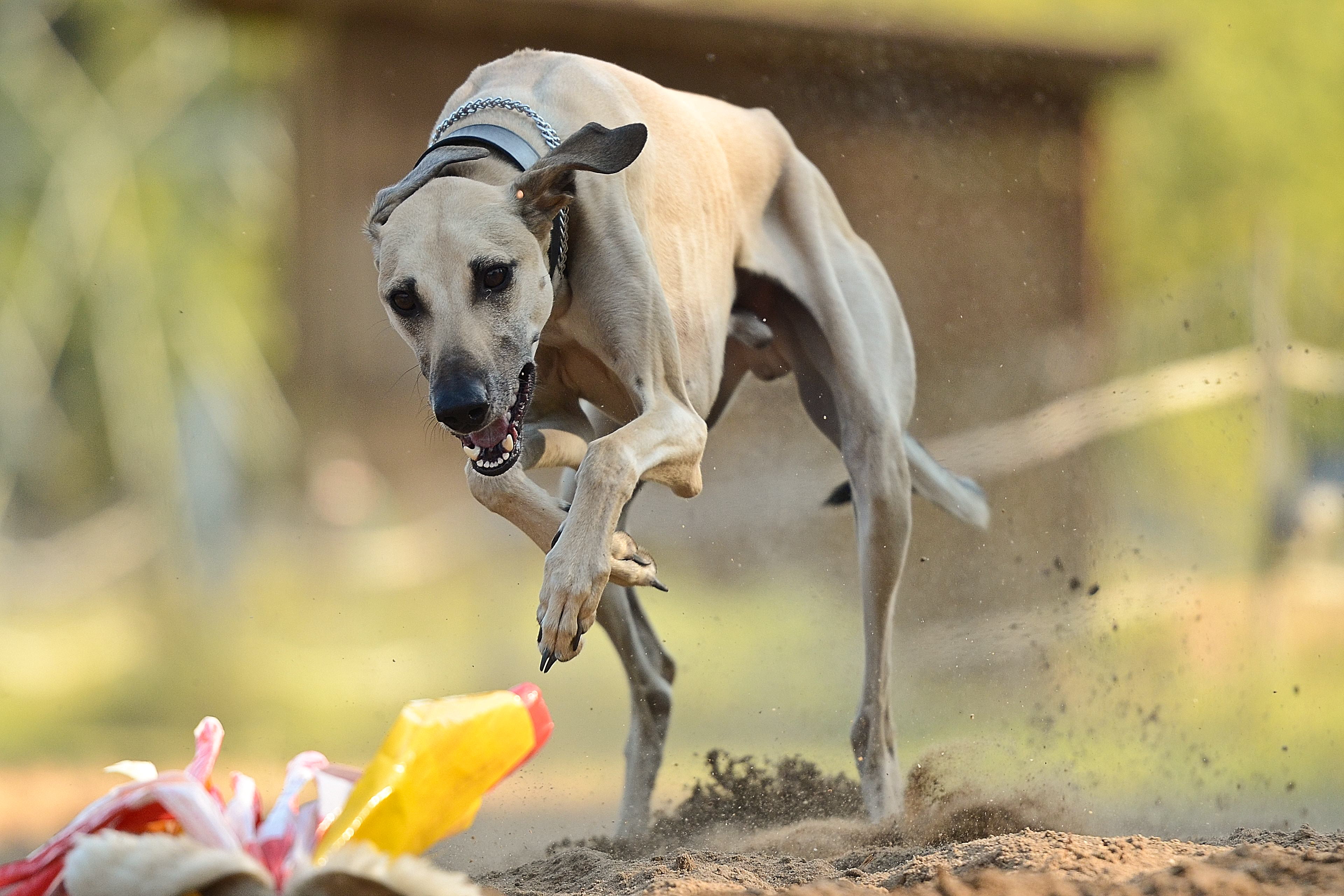 Tan Greyhound Running At Daytime Hd Wallpaper - Indian Dog Rampur Greyhound , HD Wallpaper & Backgrounds