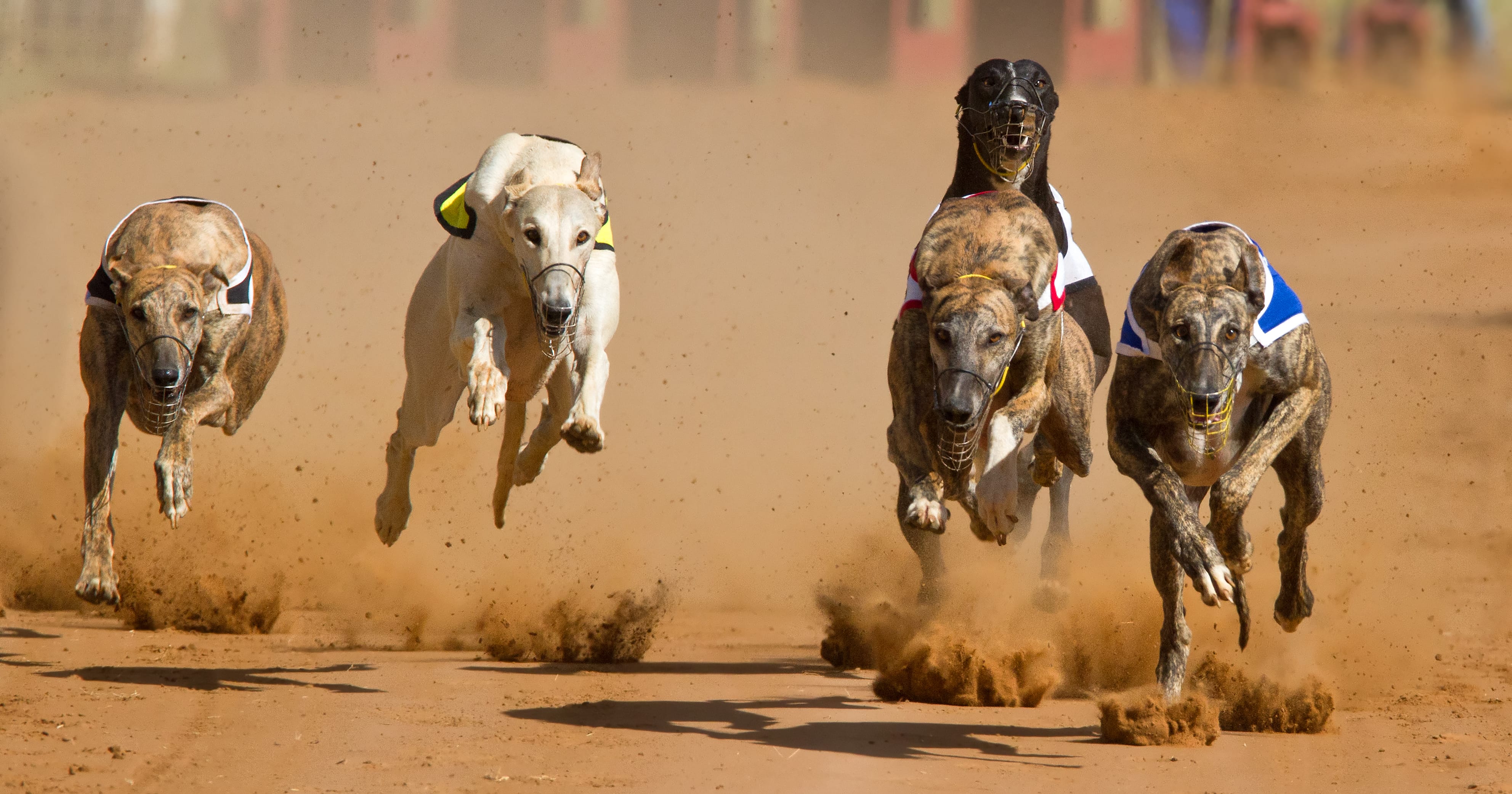 Greyhound Background Greyhound Hd Pics - Greyhound Racing , HD Wallpaper & Backgrounds