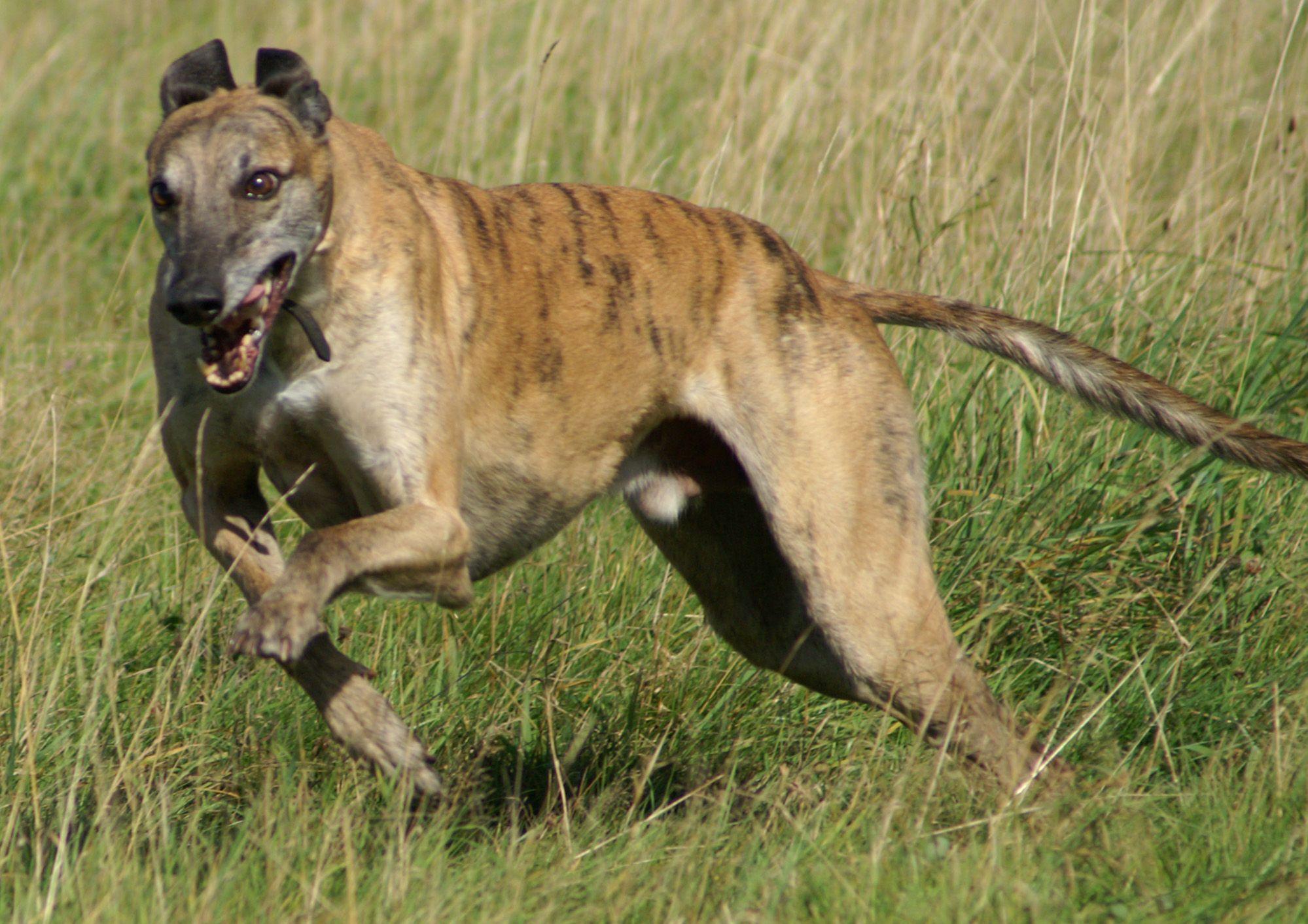 Greyhound Hd Wallpaper - Fastest Animal In The World Top 10 , HD Wallpaper & Backgrounds