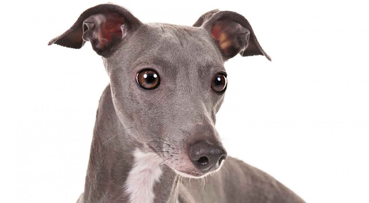 Greyhound Wallpaper - Akc Italian Greyhound , HD Wallpaper & Backgrounds