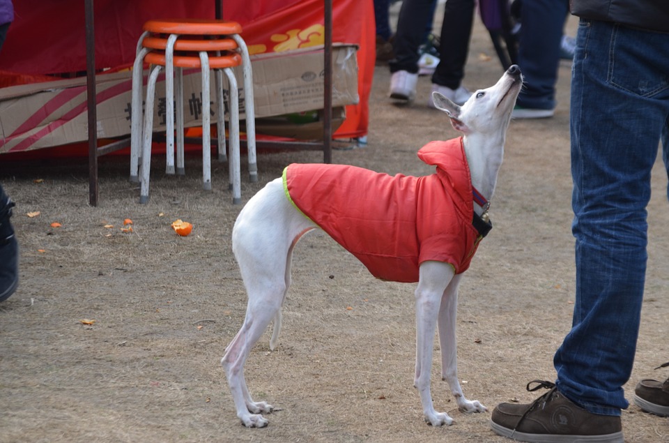 Dog, Greyhound, Breed, Jacket, Pet, Race - Cachorro De Corrida Galgo , HD Wallpaper & Backgrounds