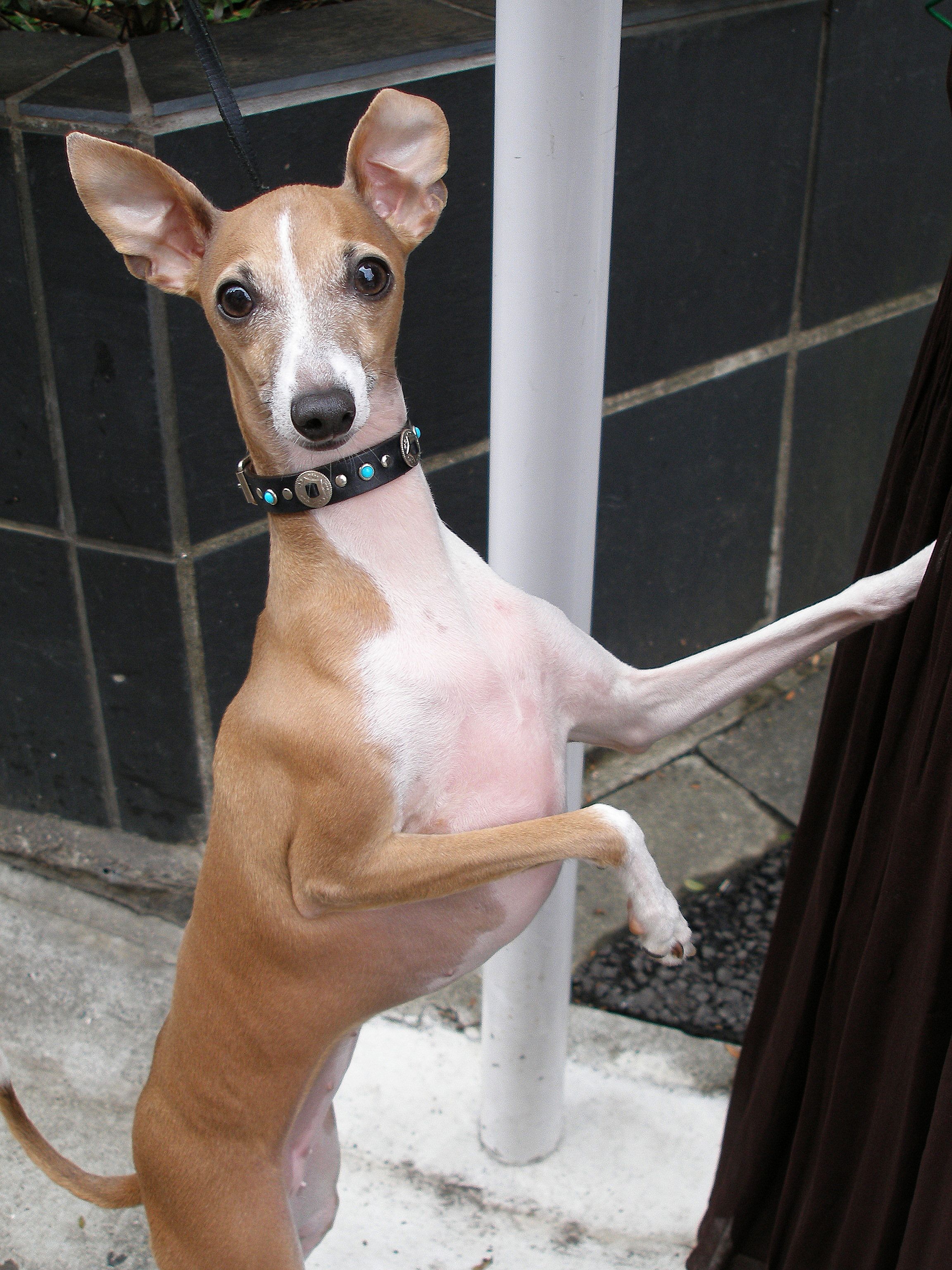 Funny Italian Greyhound Dog Photo - Italian Greyhound Ears Stand Up , HD Wallpaper & Backgrounds