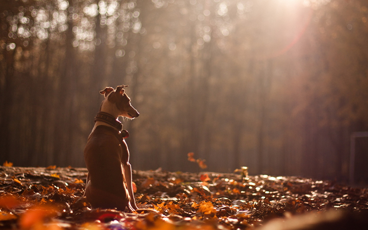 1280 X - Dog Alone In Forest , HD Wallpaper & Backgrounds