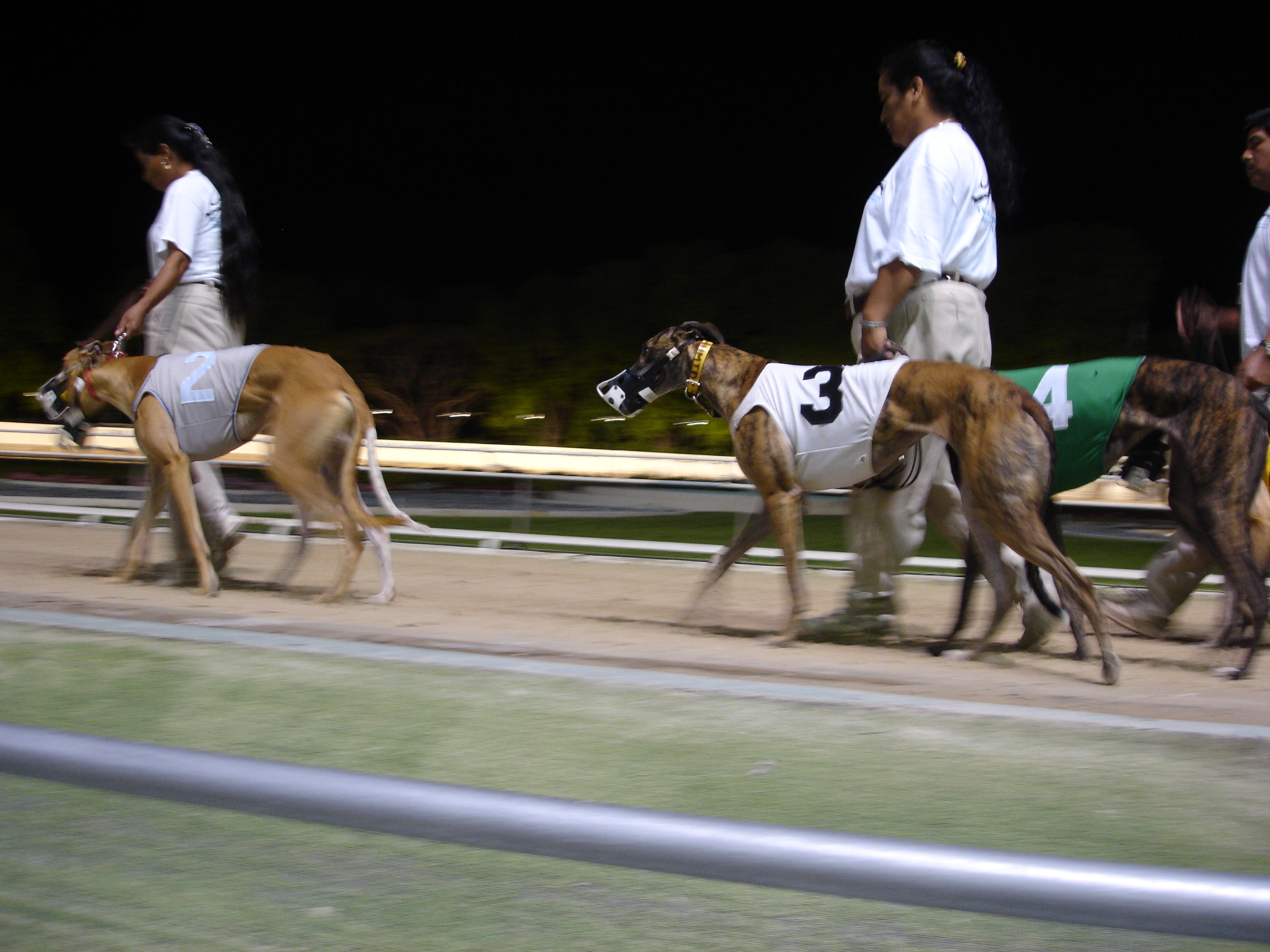 Greyhound Dog Pics Dowload - Greyhound Racing Dogs , HD Wallpaper & Backgrounds
