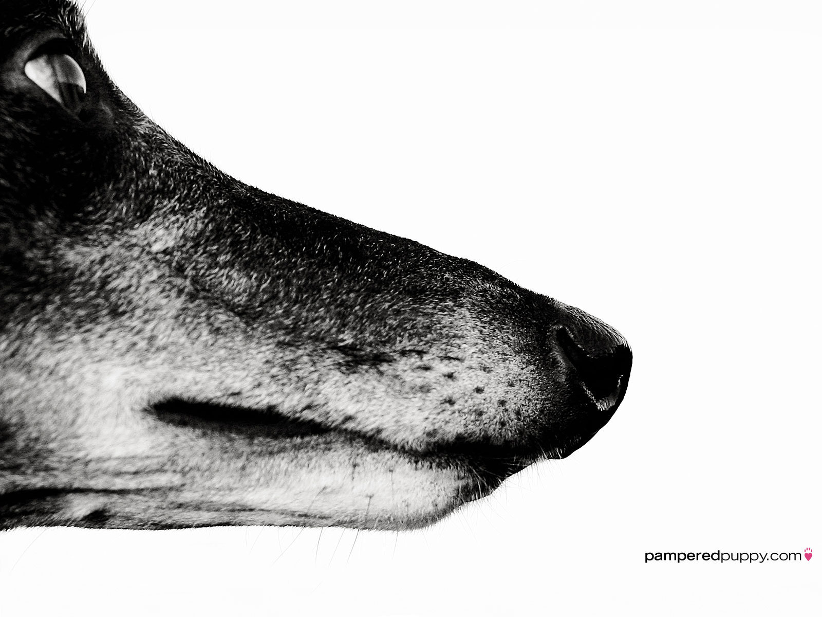 Greyhound In Black And White - Greyhound , HD Wallpaper & Backgrounds