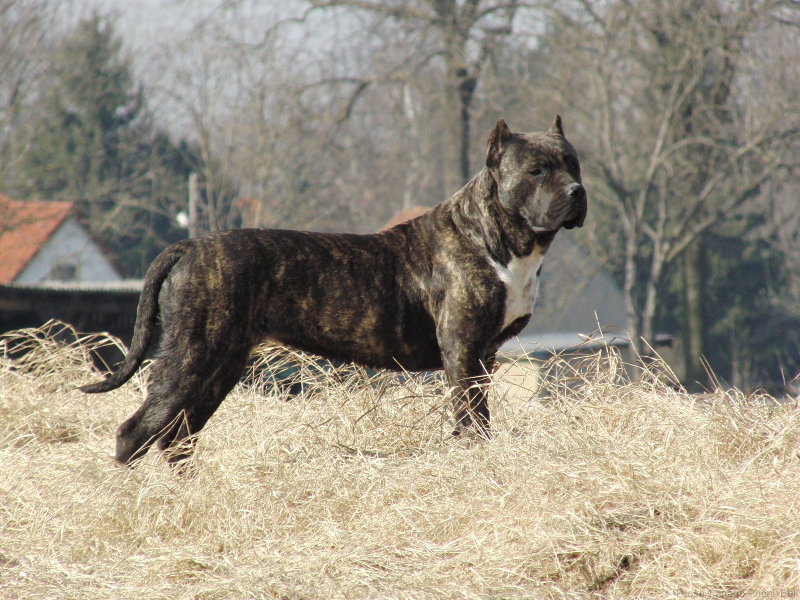 Presa Canario Dog Wallpaper - Pitbull X Presa Canario , HD Wallpaper & Backgrounds