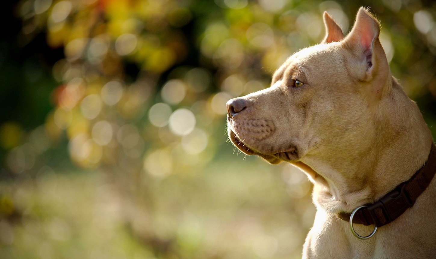 Hd Photos Of Pitbull Dog , HD Wallpaper & Backgrounds