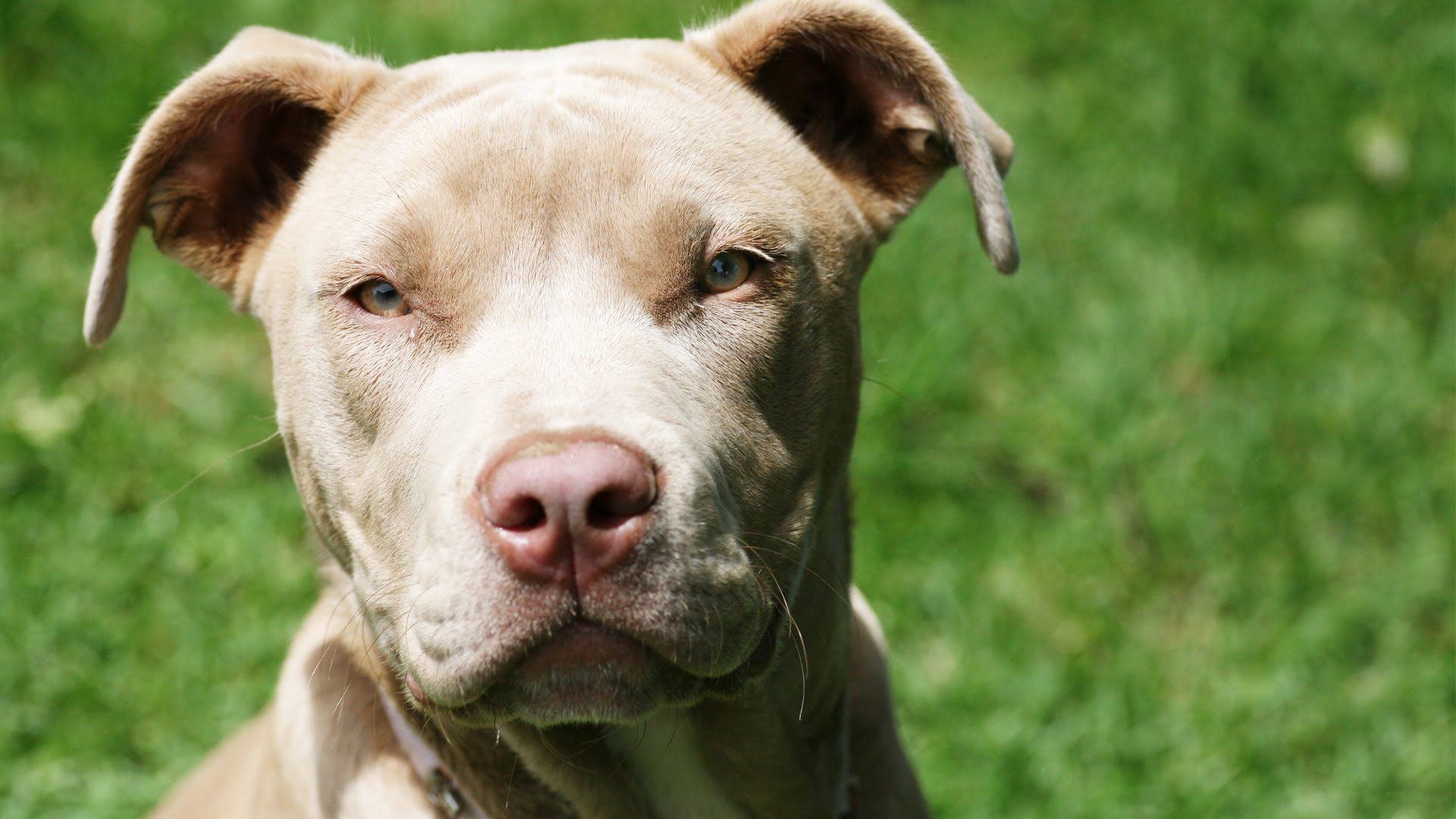 Pit Bull Dog Full Hd Wallpaper - Pit Terriers , HD Wallpaper & Backgrounds