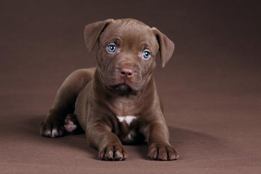 Pitbull Wallpapers Gallery - Pitbull Puppies Wallpaper Hd , HD Wallpaper & Backgrounds