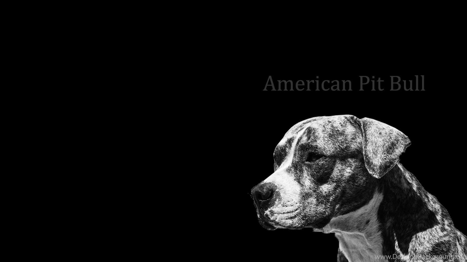 Popular - American Pitbull , HD Wallpaper & Backgrounds