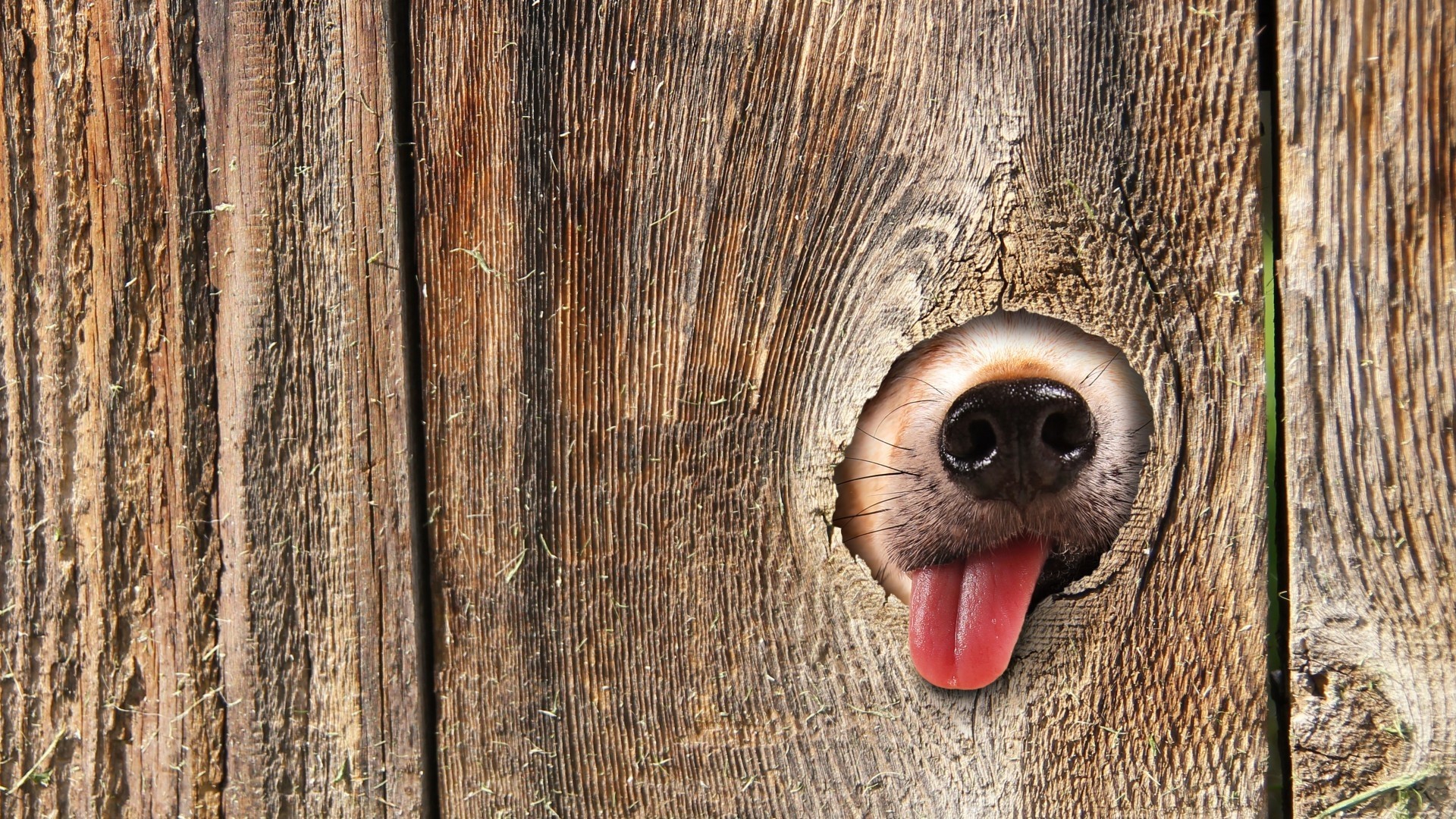 Wood Dog Animal Pitbull Dogs Hd Wallpaper - Dog Fence Eye Holes , HD Wallpaper & Backgrounds