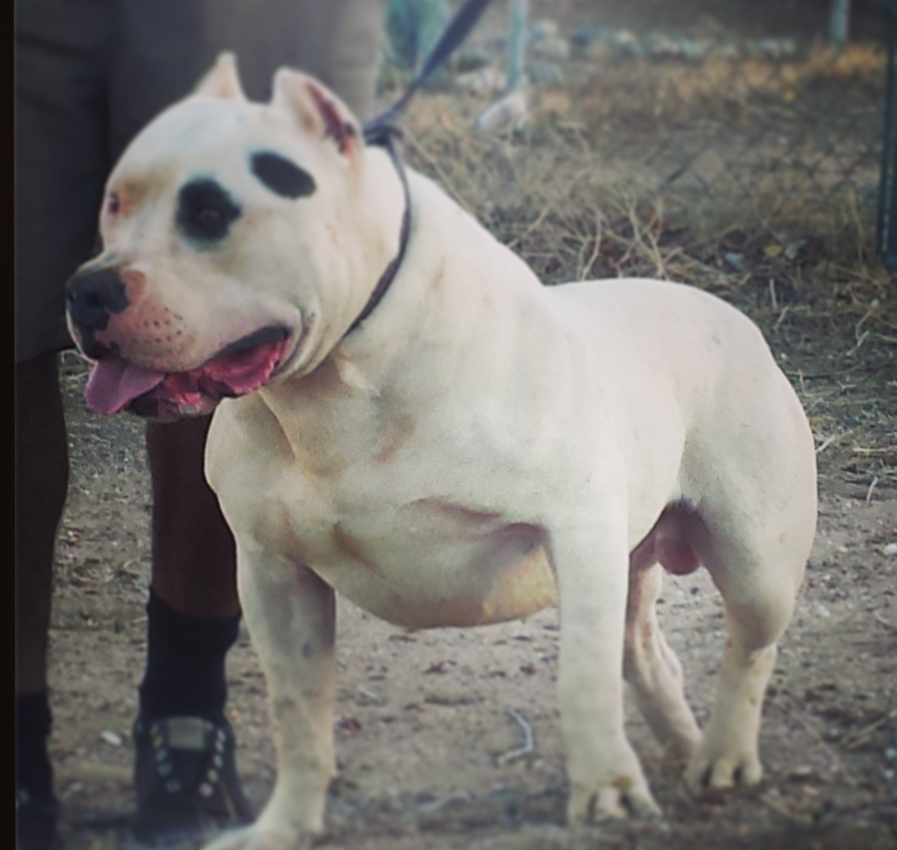 White American Pitbull Pitbull Dog , HD Wallpaper & Backgrounds