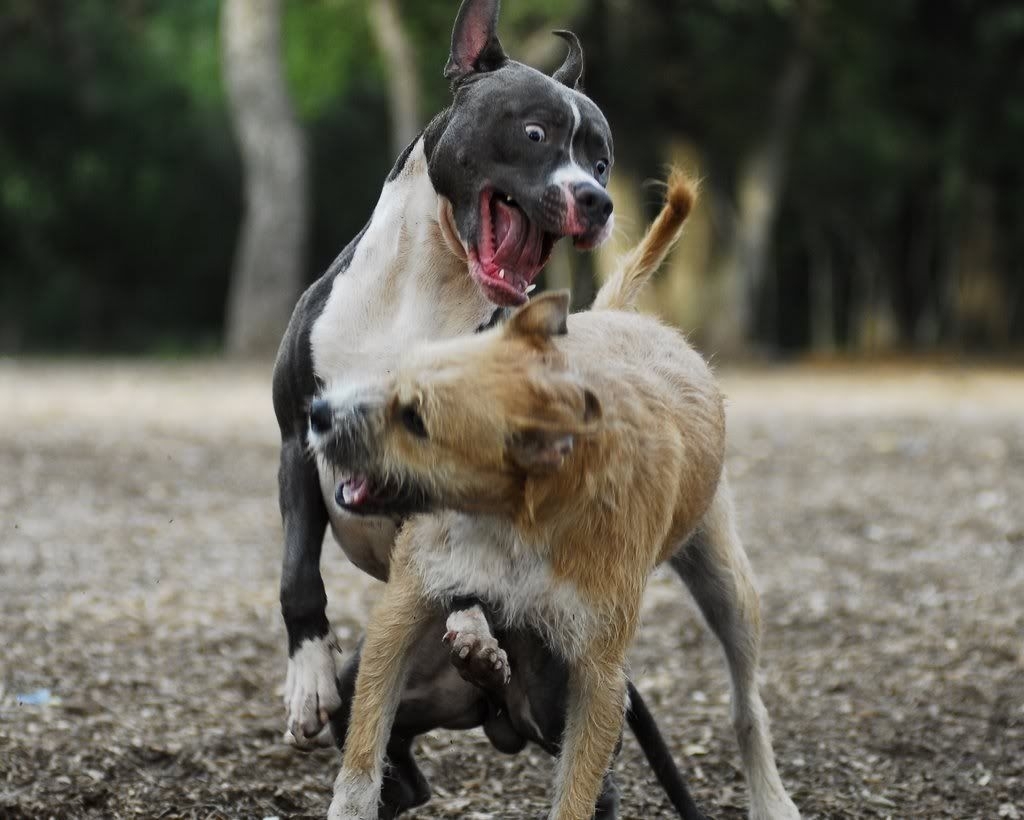 Cool Pitbull Dog Angry Attack - Horrible Pet Owners , HD Wallpaper & Backgrounds