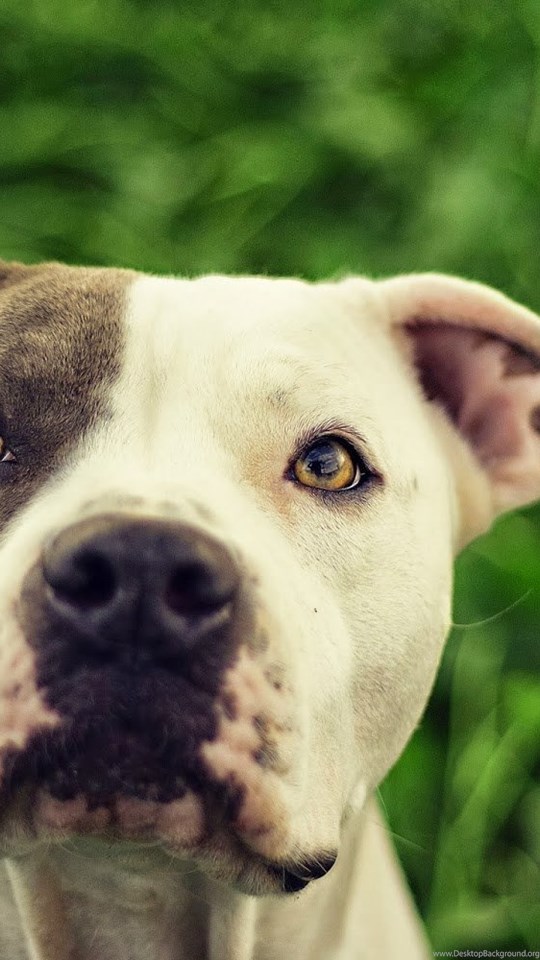 Android Hd - Pit Bull Dogs Hd , HD Wallpaper & Backgrounds