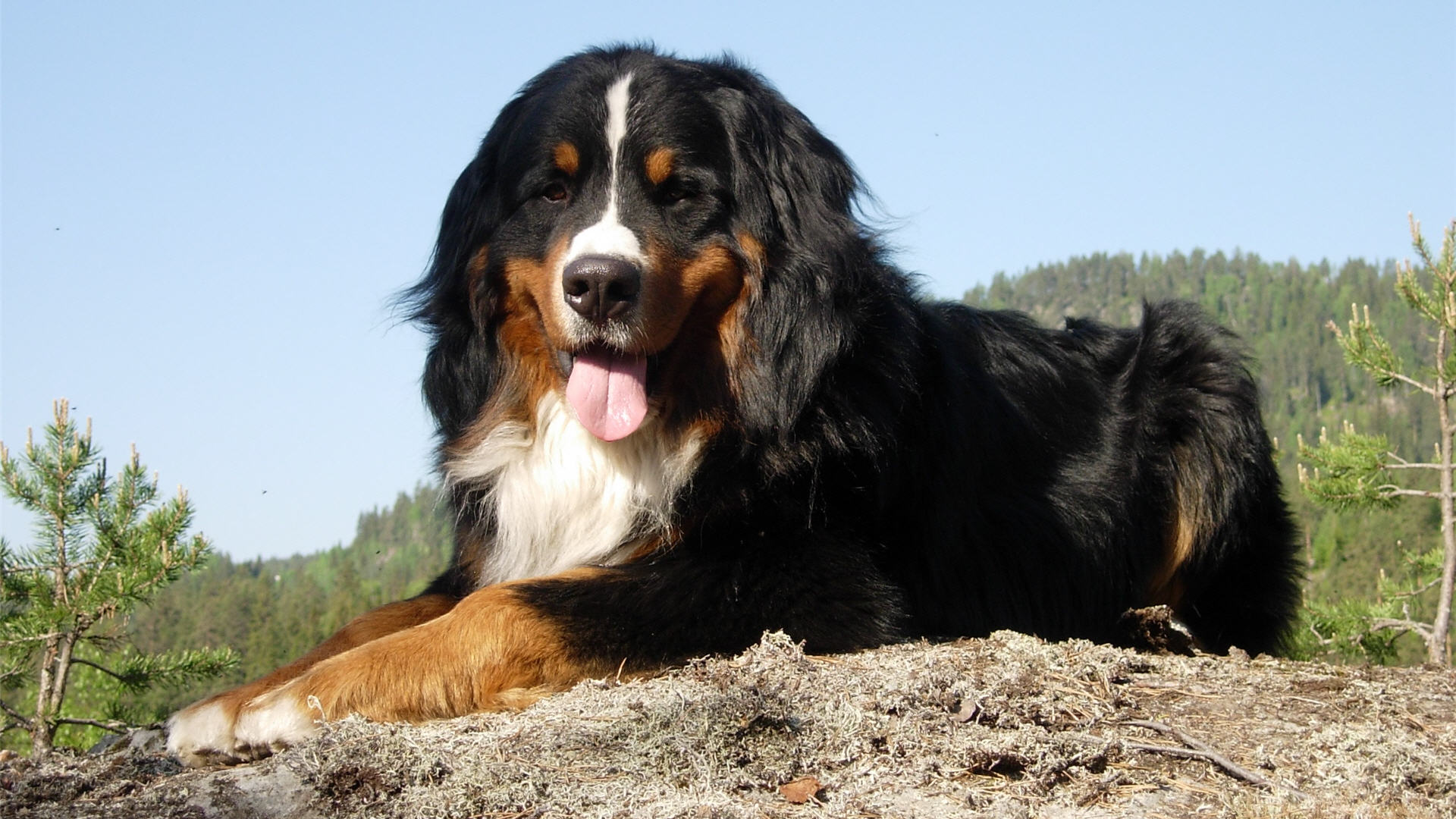 Bernese Mountain Dog For Sale , HD Wallpaper & Backgrounds