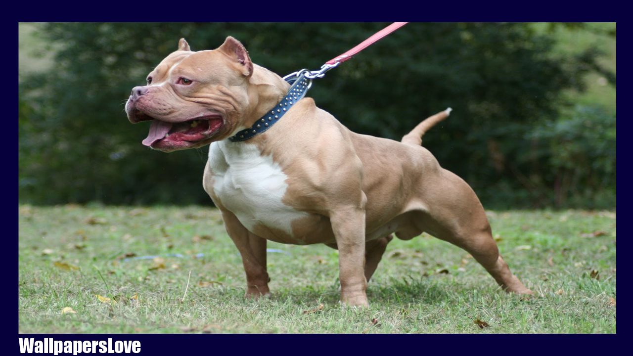 Pitbull Hd Wallpaper - American Pitbull Terrier , HD Wallpaper & Backgrounds