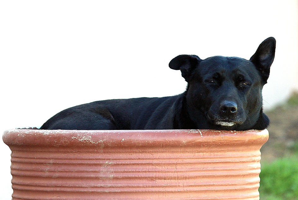 Dog, Bumentopf, Pitbull, Rest, Concerns - Companion Dog , HD Wallpaper & Backgrounds