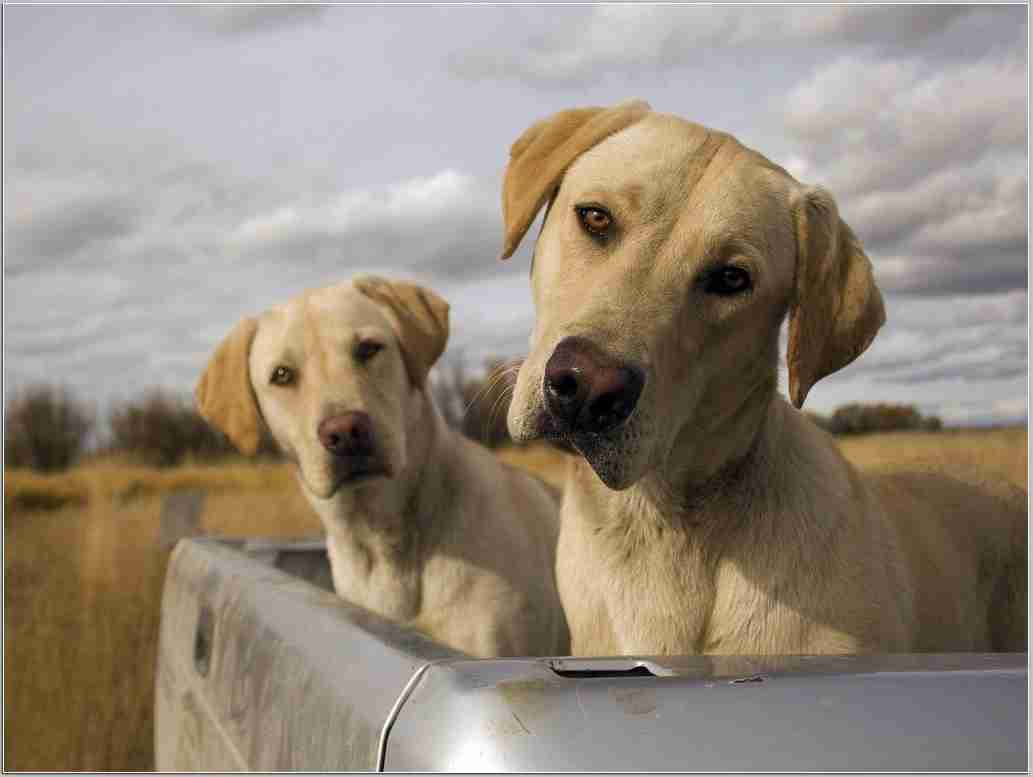 Pitbull Dog Hd Wallpapers 1080p - Dog Labrador , HD Wallpaper & Backgrounds