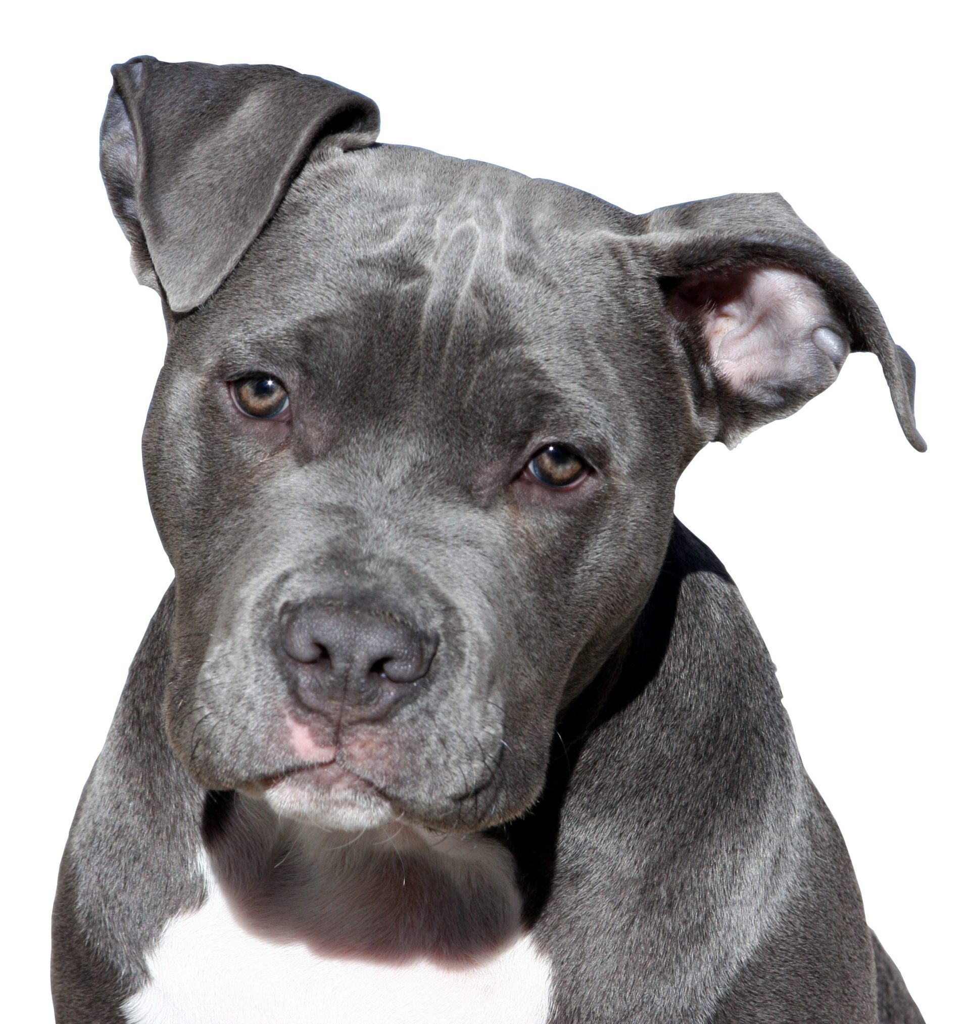 Close Up Gray Pitbull Dog Wallpaper With White Background - Pitbull Dog , HD Wallpaper & Backgrounds